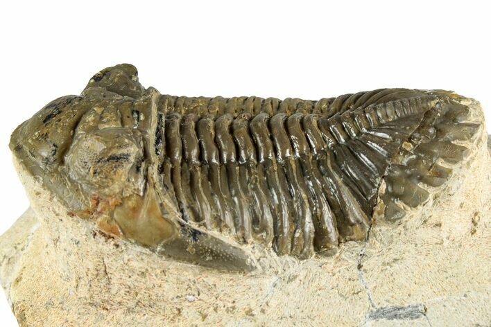 Detailed Hollardops Trilobite Fossil - Ofaten, Morocco #351267